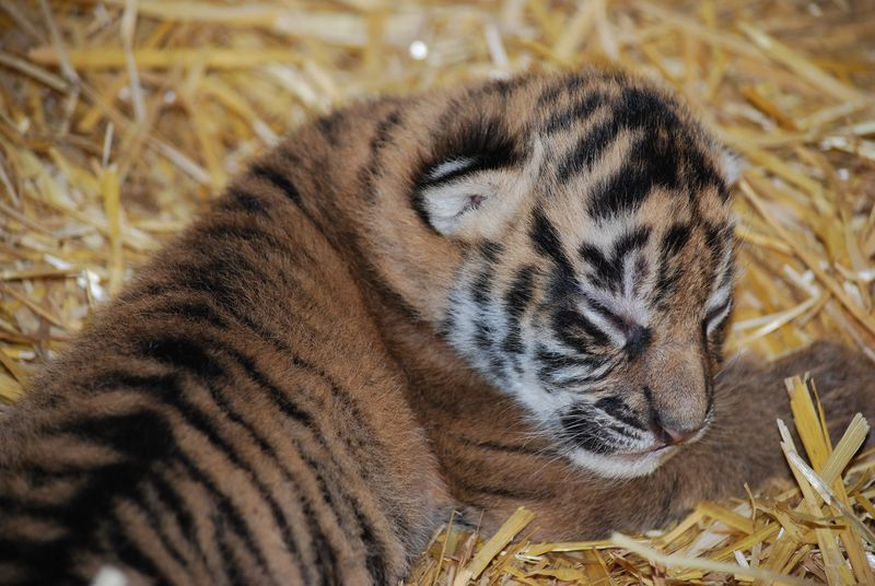 Illustration for article titled ZOMG BABY SUMATRAN TIGERS!!!